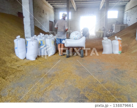 Heap of grains of barley and wheat in stock Heap of grains of barley and wheat in stock 138879661