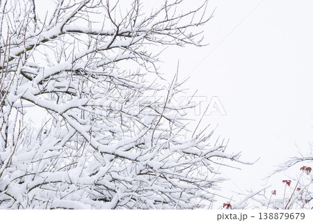 Snow on the tree branches. Winter View of trees covered with snow. The severity of the branches under the snow. Snowfall in nature 138879679