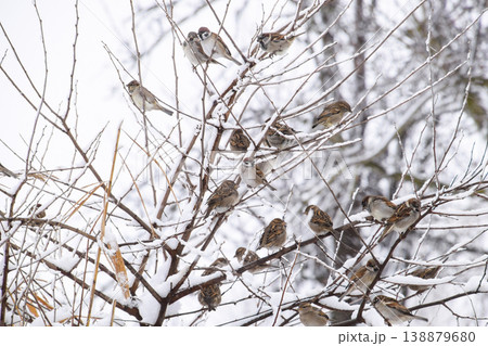Sparrow on branches of bushes. Winter weekdays for sparrows. Common sparrow on the branches of currants 138879680
