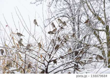 Sparrow on branches of bushes. Winter weekdays for sparrows. Common sparrow on the branches of currants Sparrow on branches of bushes. Winter weekdays for sparrows. Common sparrow on the branches of currants 138879684