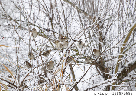 Sparrow on branches of bushes. Winter weekdays for sparrows. Common sparrow on the branches of currants 138879685