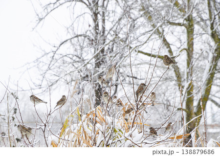 Sparrow on branches of bushes. Winter weekdays for sparrows. Common sparrow on the branches of currants 138879686