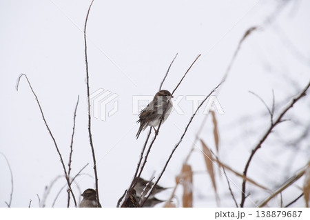 Sparrow on branches of bushes. Winter weekdays for sparrows. Common sparrow on the branches of currants 138879687