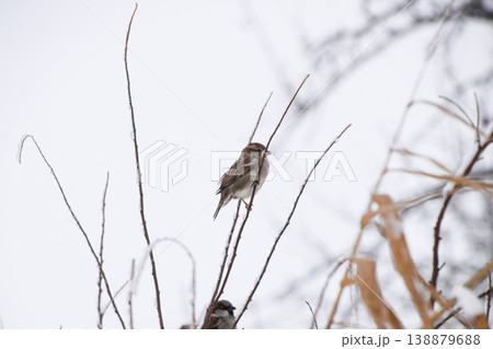 Sparrow on branches of bushes. Winter weekdays for sparrows. Common sparrow on the branches of currants Sparrow on branches of bushes. Winter weekdays for sparrows. Common sparrow on the branches of currants 138879688