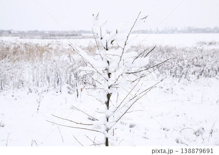 Snow on the tree branches. Winter View of trees covered with snow. The severity of the branches under the snow. Snowfall in nature 138879691