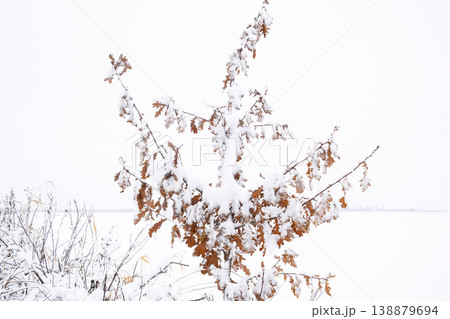 Snow on the tree branches. Winter View of trees covered with snow. The severity of the branches under the snow. Snowfall in nature Snow on the tree branches. Winter View of trees covered with snow. The severity of the branches under the snow. Snowfall in nature 138879694