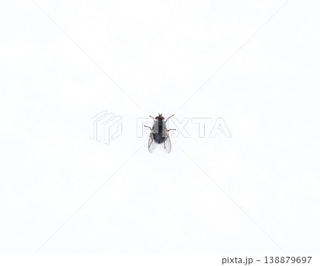 Large black fly on the snow. Taking off the snow fly Large black fly on the snow. Taking off the snow fly 138879697