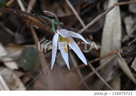 神戸市北部で見た早春に咲く尖った白色の花弁に黄色のヤクが綺麗なアマナの花 138879721