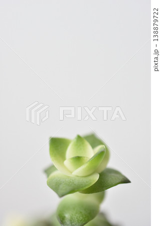 白い背景の多肉植物 138879722