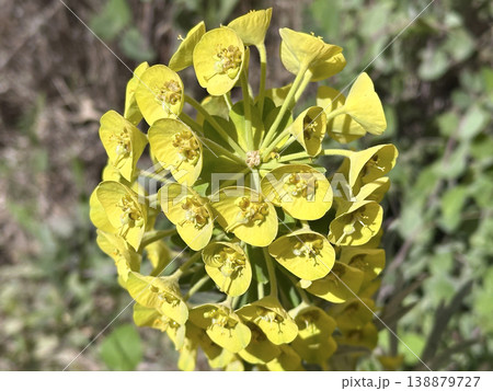 Mediterranean Spurge (Euphorbia characias) 138879727