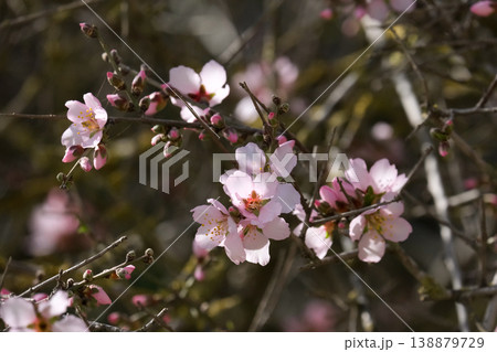 Blossoming almond tree Blossoming almond tree 138879729