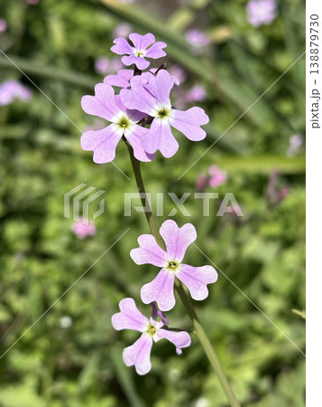 Blossom Egyptian Honesty (Ricotia lunaria) Blossom Egyptian Honesty (Ricotia lunaria) 138879730
