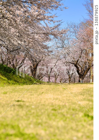 桜　長峰スポーツ公園　ピンクの世界 138879925
