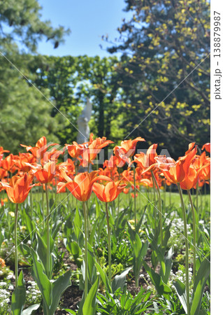 リュクサンブール公園に咲くチューリップの花　パリ　2026年4月8日 138879987