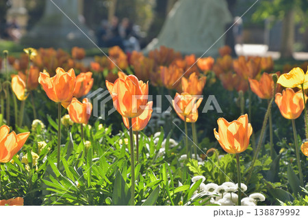 リュクサンブール公園に咲くチューリップの花 パリ 2026年4月8日 リュクサンブール公園に咲くチューリップの花 パリ 2026年4月8日 138879992