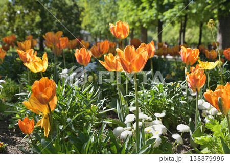リュクサンブール公園に咲くチューリップの花 パリ 2026年4月8日 リュクサンブール公園に咲くチューリップの花 パリ 2026年4月8日 138879996