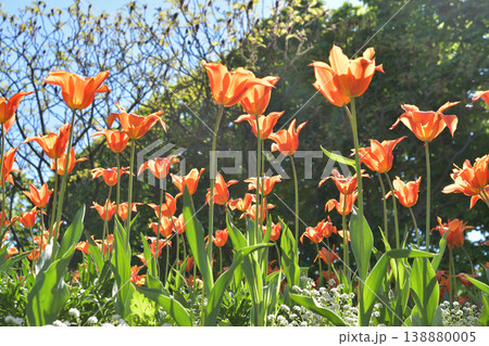 リュクサンブール公園に咲くチューリップの花　パリ　2026年4月8日 138880005