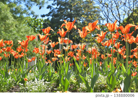 リュクサンブール公園に咲くチューリップの花 パリ 2026年4月8日 リュクサンブール公園に咲くチューリップの花 パリ 2026年4月8日 138880006
