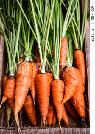 Bunch of fresh carrots standing in wooden box Bunch of fresh carrots standing in wooden box 138880026