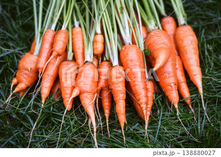 Carrots with green tops displayed on natural grass surface Carrots with green tops displayed on natural grass surface 138880027