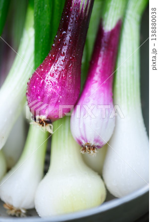 Close view of purple and white spring onion bulbs 138880038