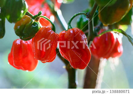 Red habanero peppers growing on plant with green leaves 138880071