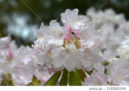 芳子 シャクナゲ 芳子 シャクナゲ 138880249