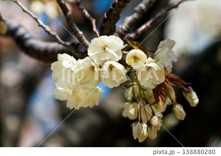 桜 信濃川・やすらぎ堤の鬱金桜 (うこんざくら) 138880280