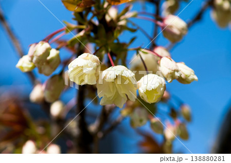 桜 信濃川・やすらぎ堤の鬱金桜 (うこんざくら) 桜 信濃川・やすらぎ堤の鬱金桜 (うこんざくら) 138880281