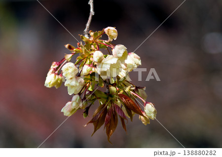 桜 信濃川・やすらぎ堤の鬱金桜 (うこんざくら) 138880282