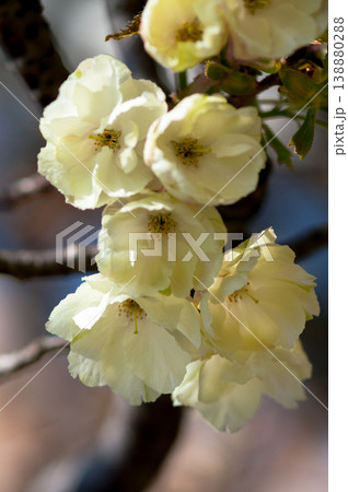 桜 信濃川・やすらぎ堤の鬱金桜 (うこんざくら) 桜 信濃川・やすらぎ堤の鬱金桜 (うこんざくら) 138880288