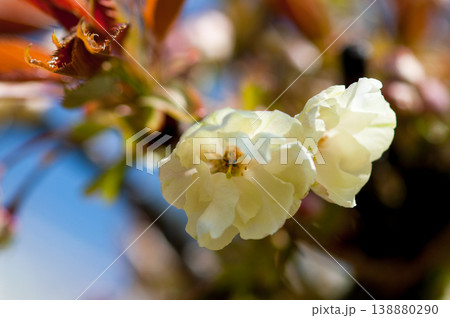 桜 信濃川・やすらぎ堤の鬱金桜 (うこんざくら) 桜 信濃川・やすらぎ堤の鬱金桜 (うこんざくら) 138880290