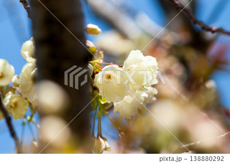 桜 信濃川・やすらぎ堤の鬱金桜 (うこんざくら) 138880292