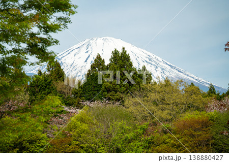新緑に囲まれた富士山 新緑に囲まれた富士山 138880427