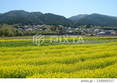 春の京都大原　菜の花畑　京都市左京区 138880527