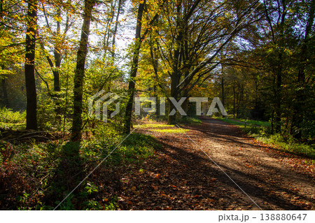 Breathing fresh air in the sunshine during a walk in a forest in Doetinchem, the Achterhoek, in the Netherlands. Breathing fresh air in the sunshine during a walk in a forest in Doetinchem, the Achterhoek, in the Netherlands. 138880647