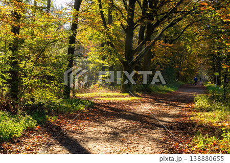 Breathing fresh air in the sunshine during a walk in a forest in Doetinchem, the Achterhoek, in the Netherlands. 138880655
