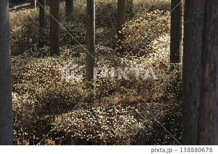 ミツマタの花咲く山の斜面 ミツマタの花咲く山の斜面 138880678