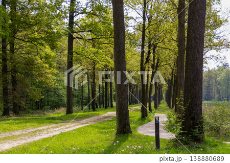 Breathing fresh air in the sunshine during a walk in a forest in Doetinchem, the Achterhoek, in the Netherlands. 138880689