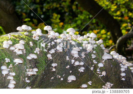 Group of small white mushrooms growing on a fallen tree trunk. Photo taken in National Park the Veluwe, in the Netherlands. Group of small white mushrooms growing on a fallen tree trunk. Photo taken in National Park the Veluwe, in the Netherlands. 138880705