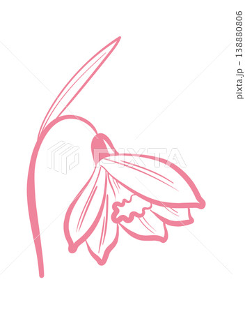 Daffodil Bloom Line Art Daffodil Bloom Line Art 138880806