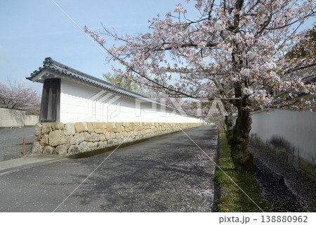 春の観修寺 白壁の築地塀と桜 京都市山科区勧修寺仁王堂町 春の観修寺 白壁の築地塀と桜 京都市山科区勧修寺仁王堂町 138880962