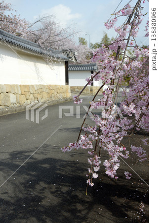 春の観修寺 白壁の築地塀と桜 京都市山科区勧修寺仁王堂町 春の観修寺 白壁の築地塀と桜 京都市山科区勧修寺仁王堂町 138880966