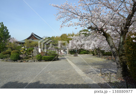 春の観修寺 境内の桜 京都市山科区勧修寺仁王堂町 春の観修寺 境内の桜 京都市山科区勧修寺仁王堂町 138880977