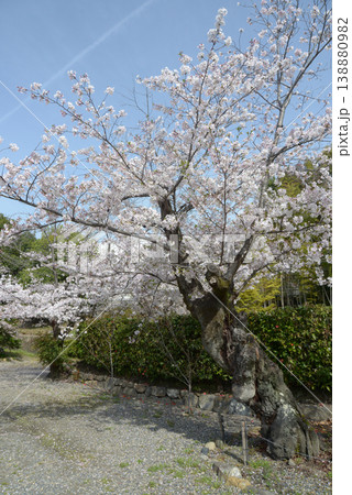 春の観修寺 境内の桜 京都市山科区勧修寺仁王堂町 春の観修寺 境内の桜 京都市山科区勧修寺仁王堂町 138880982