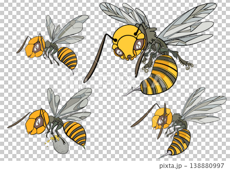 蜂 s 138880997