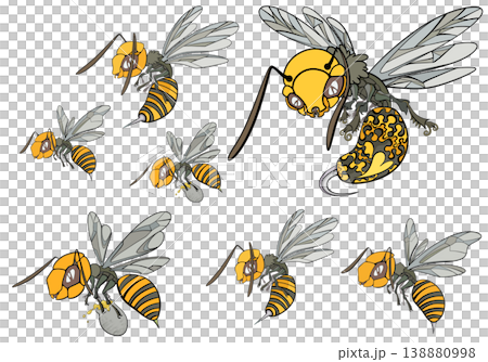 蜂 s 138880998