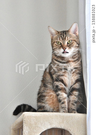 キャットタワーの猫アメリカンショートヘアブラウンパッチドタビー キャットタワーの猫アメリカンショートヘアブラウンパッチドタビー 138881023