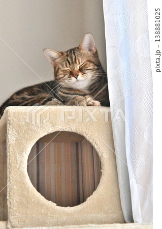 キャットタワーの猫アメリカンショートヘアブラウンパッチドタビー キャットタワーの猫アメリカンショートヘアブラウンパッチドタビー 138881025
