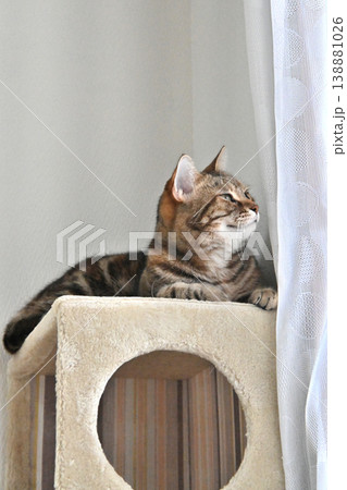 キャットタワーの猫アメリカンショートヘアブラウンパッチドタビー キャットタワーの猫アメリカンショートヘアブラウンパッチドタビー 138881026